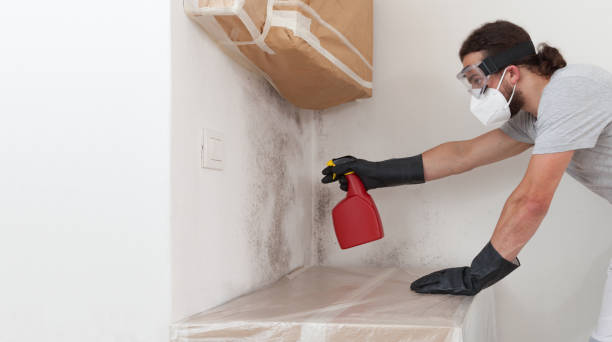 Professional Crawl Space Mold Removal technician working in Bellevue, IL
