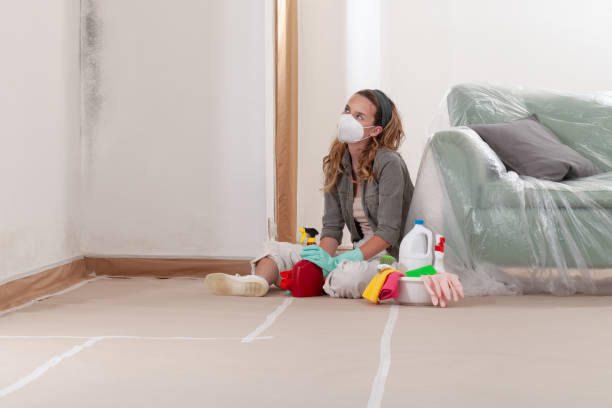 Reliable Basement Mold Removal contractor in Bellevue, IL by Cheap Mold Removal