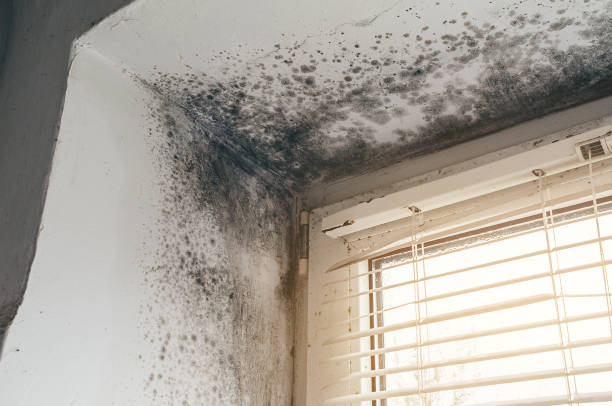 Affordable Basement Mold Removal solutions in Bellevue, IL