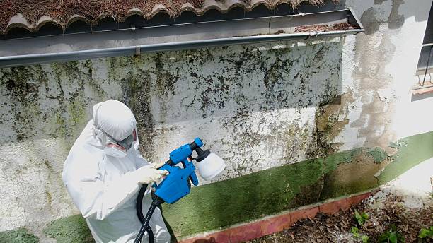 Top rated local Basement Mold Removal specialists in Bellevue, IL